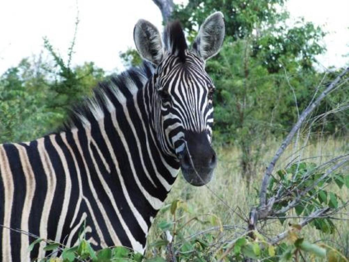 Shikwari Nature Reserve Hoedspruit Dış mekan fotoğraf