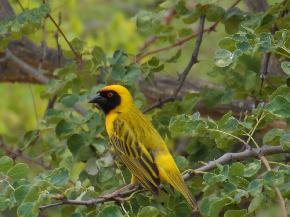 Shikwari Nature Reserve Hoedspruit Dış mekan fotoğraf